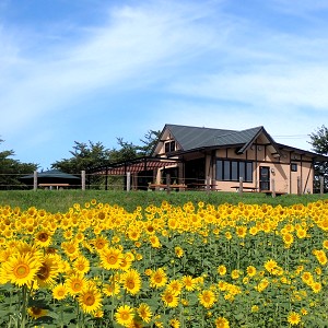 東松山市農林公園　ひまわりの咲く丘