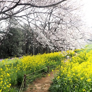 東松山市農林公園　桜の散歩道