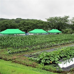 東松山市農林公園　体験研修農場