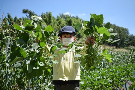 東松山市農林公園　野菜の収穫体験　イメージ画像